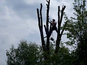 Удаление многоствольного дерева безопасными частями